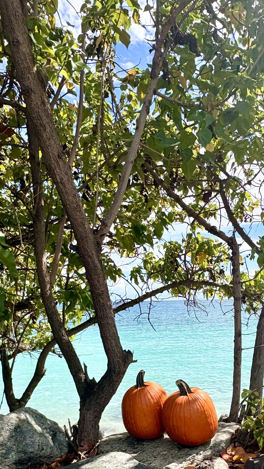 Two pumpkins resting on a rock above the turquoise water, framed by sea-grape trees in the US Virgin Islands